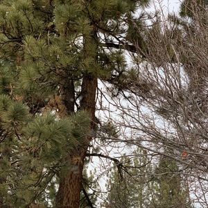 Meet your Posher, Candy